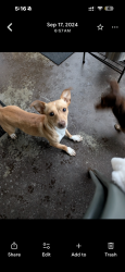 Lost Male Dog last seen Harris st, Fayetteville, NC 28311