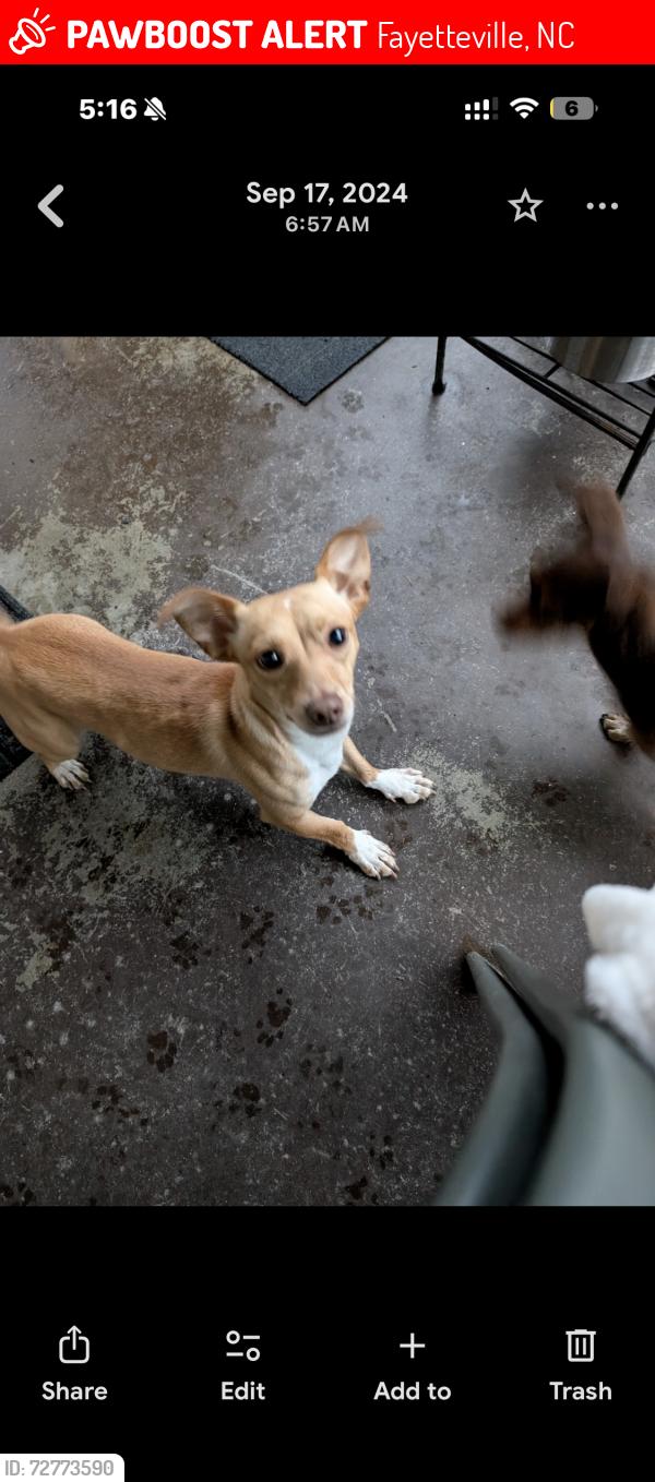 Lost Male Dog last seen Harris st, Fayetteville, NC 28311