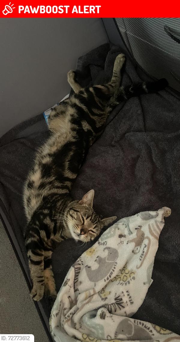 Lost Male Cat last seen Bromford Area , West Midlands, England B36