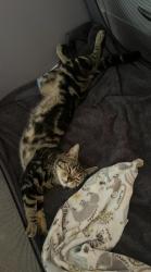 Lost Male Cat last seen Bromford Area , West Midlands, England B36