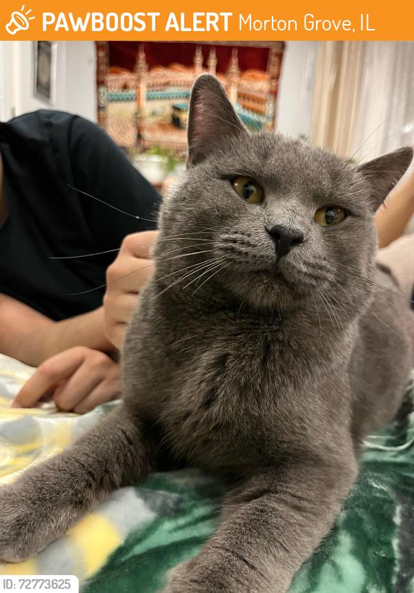 Found/Stray Male Cat last seen Austin Park Morton Grove,IL on Marmora, Morton Grove, IL 60053