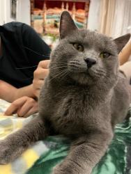 Found/Stray Male Cat last seen Austin Park Morton Grove,IL on Marmora, Morton Grove, IL 60053