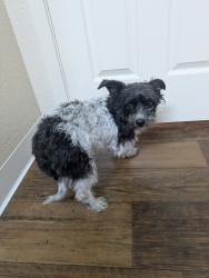 Found/Stray Male Dog last seen Greenway and 7th strert, Phoenix, AZ 85022