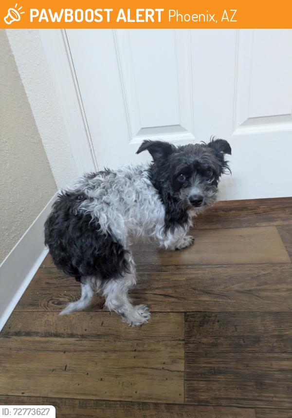 Found/Stray Male Dog last seen Greenway and 7th strert, Phoenix, AZ 85022