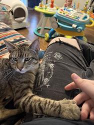 Lost Male Cat last seen Hickman and Mlk , Des Moines, IA 50310