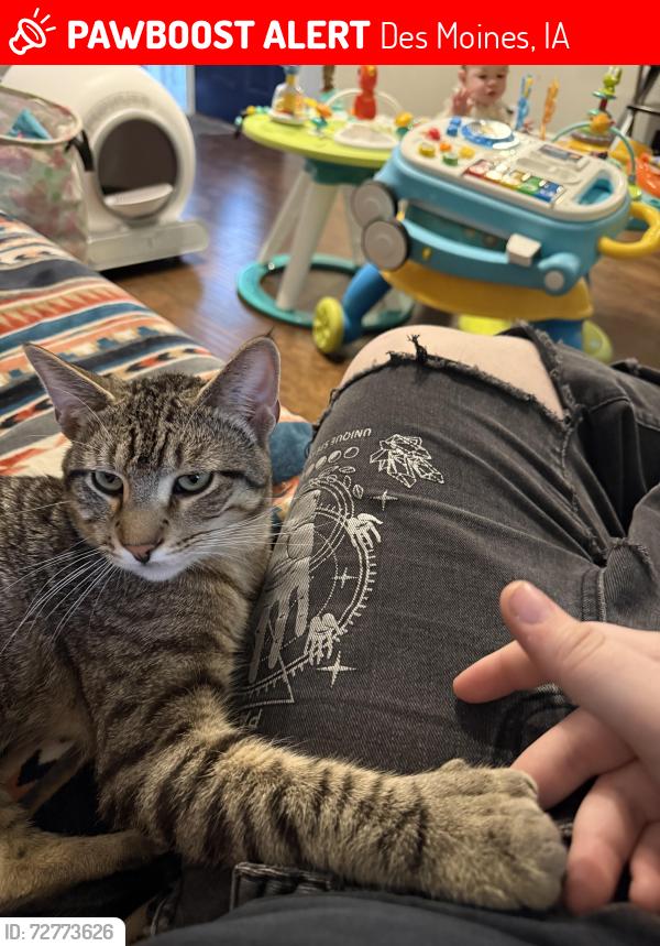 Lost Male Cat last seen Hickman and Mlk, Des Moines, IA 50310