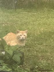 Found/Stray Male Cat last seen 14th, Joshua, TX 76058