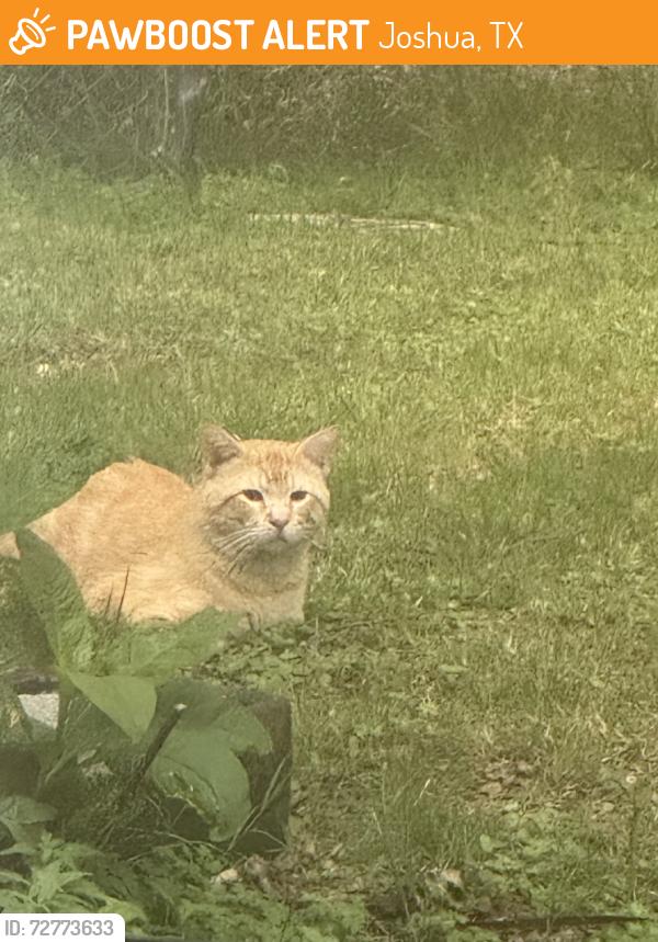 Found/Stray Male Cat last seen 14th, Joshua, TX 76058