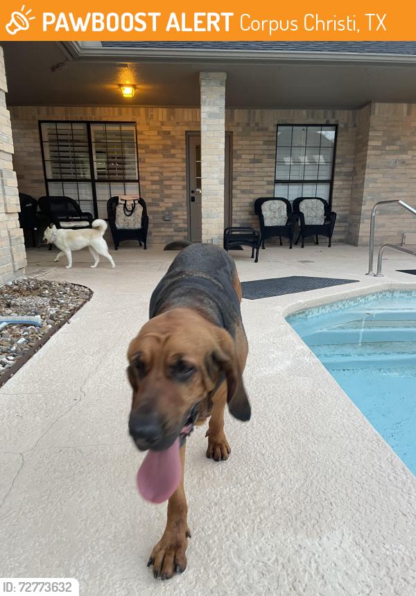 Found/Stray Female Dog last seen The lakes, Corpus Christi, TX 78413