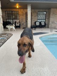 Found/Stray Female Dog last seen The lakes, Corpus Christi, TX 78413