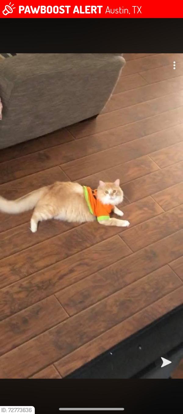 Lost Female Cat last seen The ascent north, Austin, TX 78754
