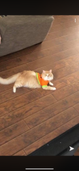 Lost Female Cat last seen The ascent north, Austin, TX 78754