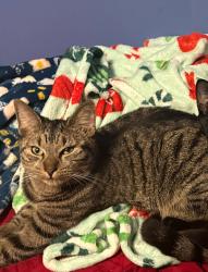 Lost Female Cat last seen Near W Mt Pleasant , Philadelphia, PA 19119