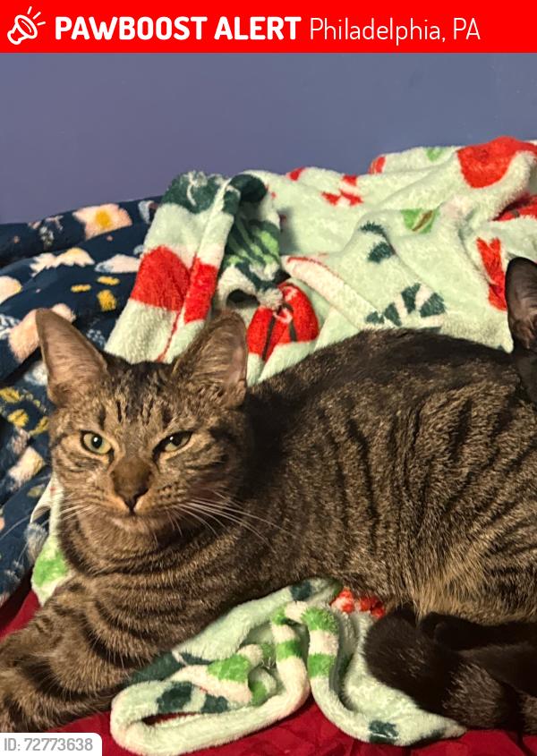 Lost Female Cat last seen Near W Mt Pleasant , Philadelphia, PA 19119