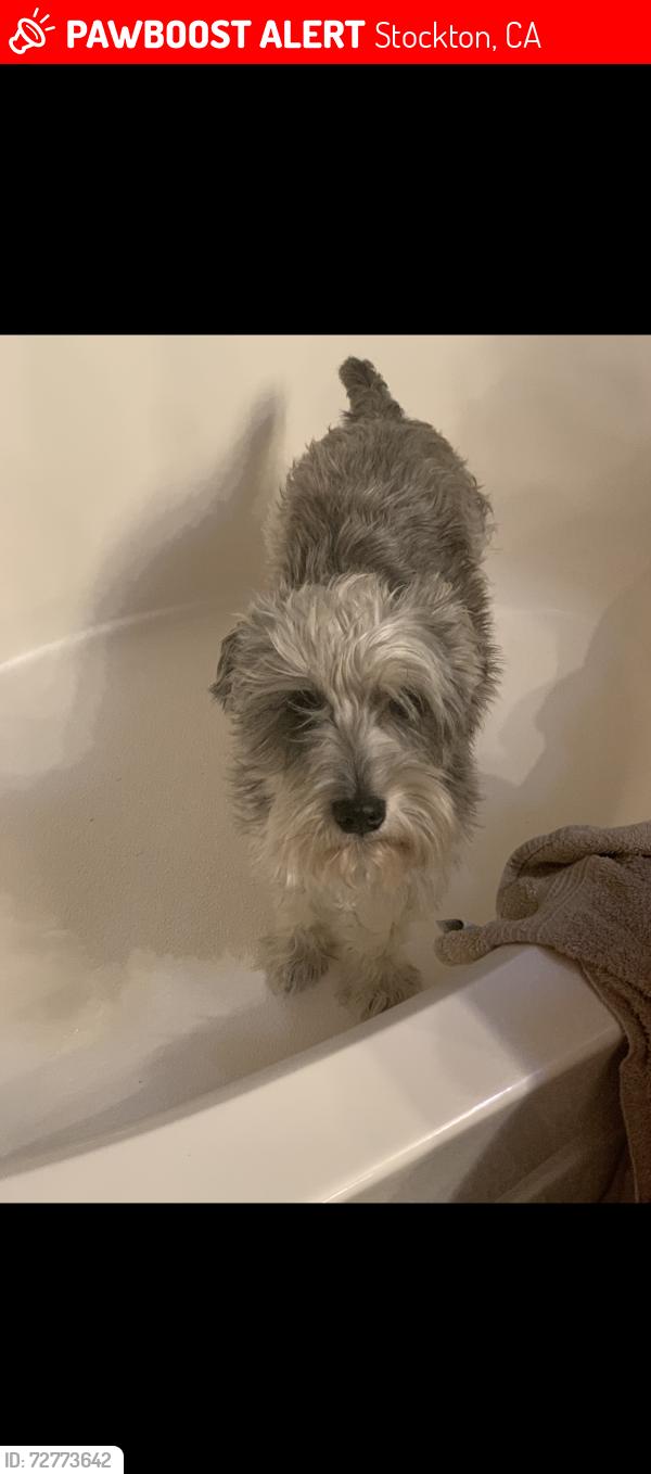 Lost Male Dog last seen Holman road and Morada lane , Stockton, CA 95212