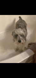 Lost Male Dog last seen Holman road and Morada lane , Stockton, CA 95212