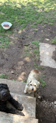 Lost Male Dog last seen Near Sw 57th st, Oklahoma City, OK 73109