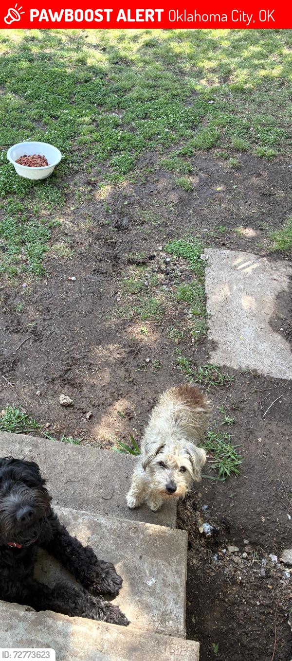 Lost Male Dog last seen Near Sw 57th st, Oklahoma City, OK 73109