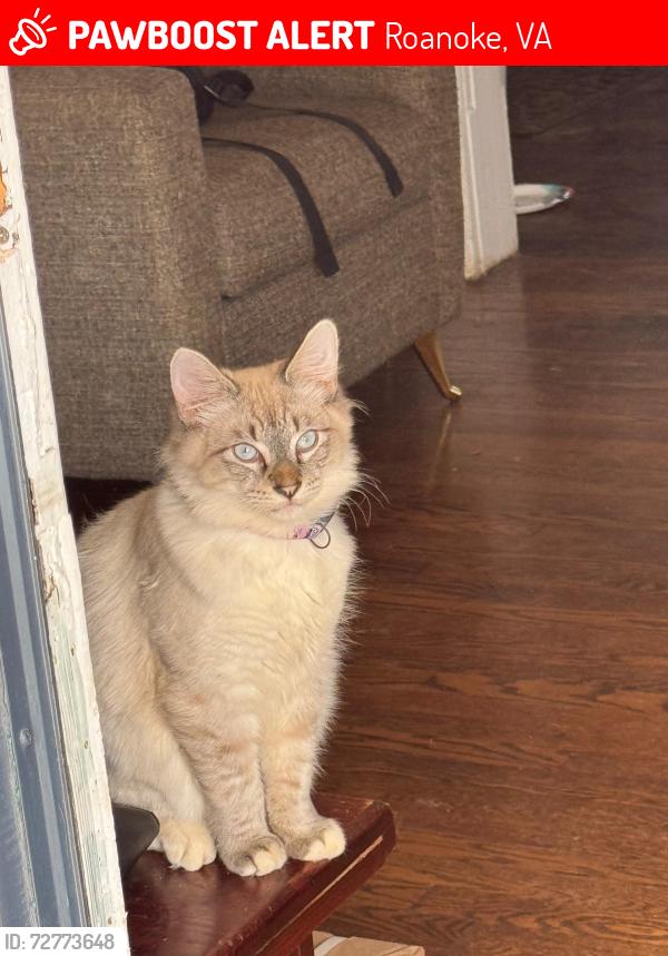 Lost Male Cat last seen Near Grayson Avenue northwest , Roanoke, VA 24017