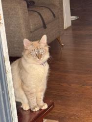 Lost Male Cat last seen Near Grayson Avenue northwest , Roanoke, VA 24017