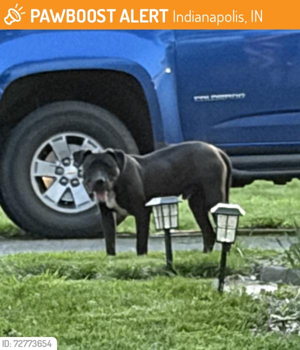 Found/Stray Male Dog last seen Rex and Kessler, Indianapolis, IN 46222