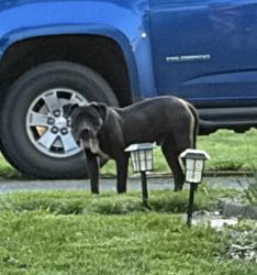 Found/Stray Male Dog last seen Rex and Kessler, Indianapolis, IN 46222
