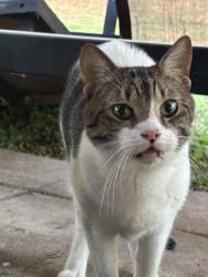 Found/Stray Male Cat last seen New Fire Station 12 on Canton Rd, Marietta, GA 30066