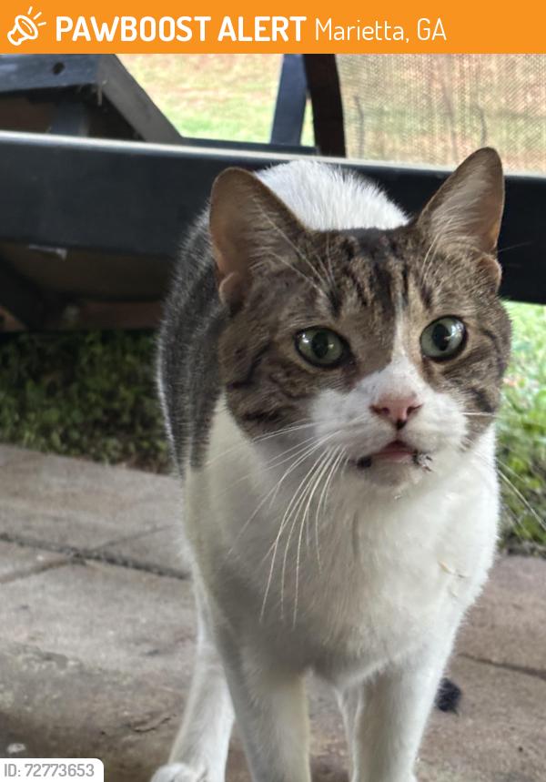 Found/Stray Male Cat last seen New Fire Station 12 on Canton Rd, Marietta, GA 30066