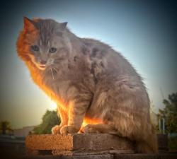 Lost Male Cat last seen Golf Links & Harrison, Tucson, AZ 85748
