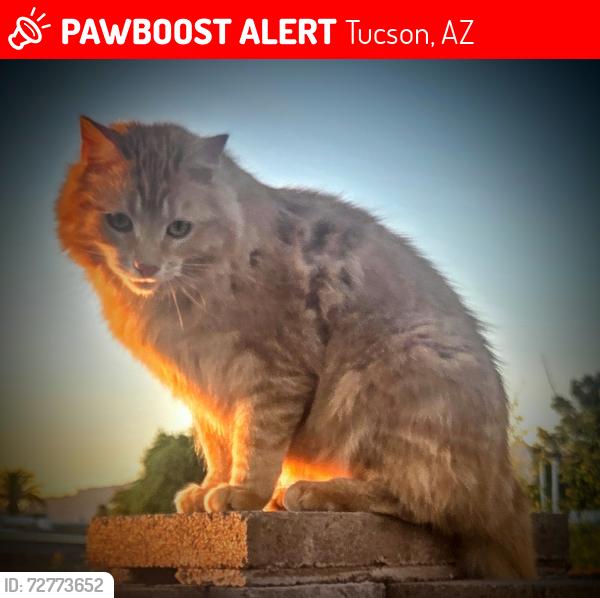 Lost Male Cat last seen Golf Links & Harrison, Tucson, AZ 85748
