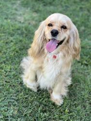 Lost Male Dog last seen Royal palm, coconut palm, sabal palm, Penitas, TX 78576