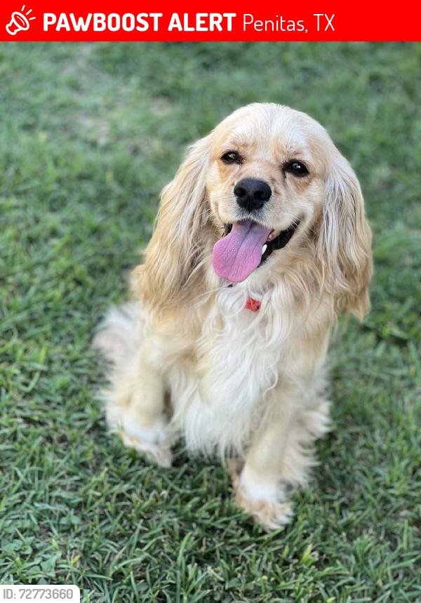 Lost Male Dog last seen Royal palm, coconut palm, sabal palm, Penitas, TX 78576