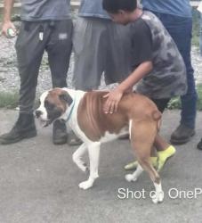 Lost Male Dog last seen Land o lakes blvd , Land O' Lakes, FL 34638