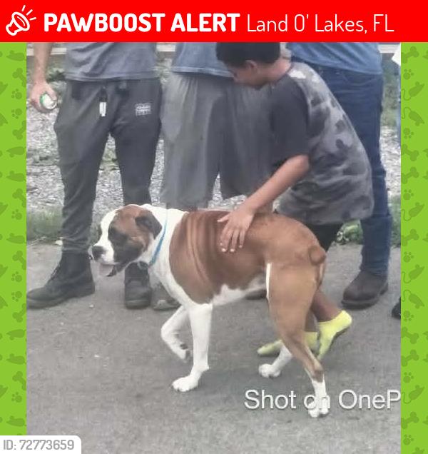Lost Male Dog last seen Land o lakes blvd , Land O' Lakes, FL 34638