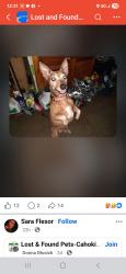 Lost Male Dog last seen High st and Vine St, Eddyville, IL 62928