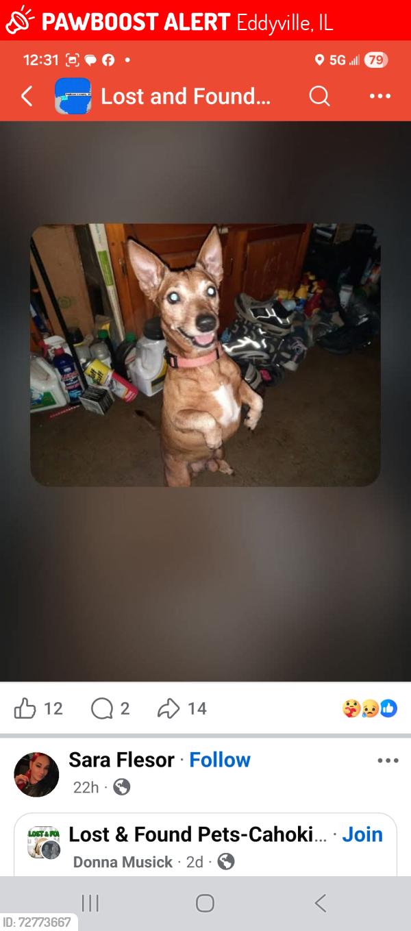 Lost Male Dog last seen High st and Vine St, Eddyville, IL 62928