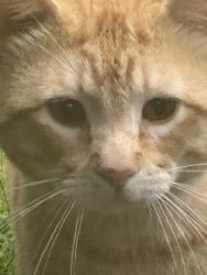 Found/Stray Male Cat last seen 14th, Joshua, TX 76058