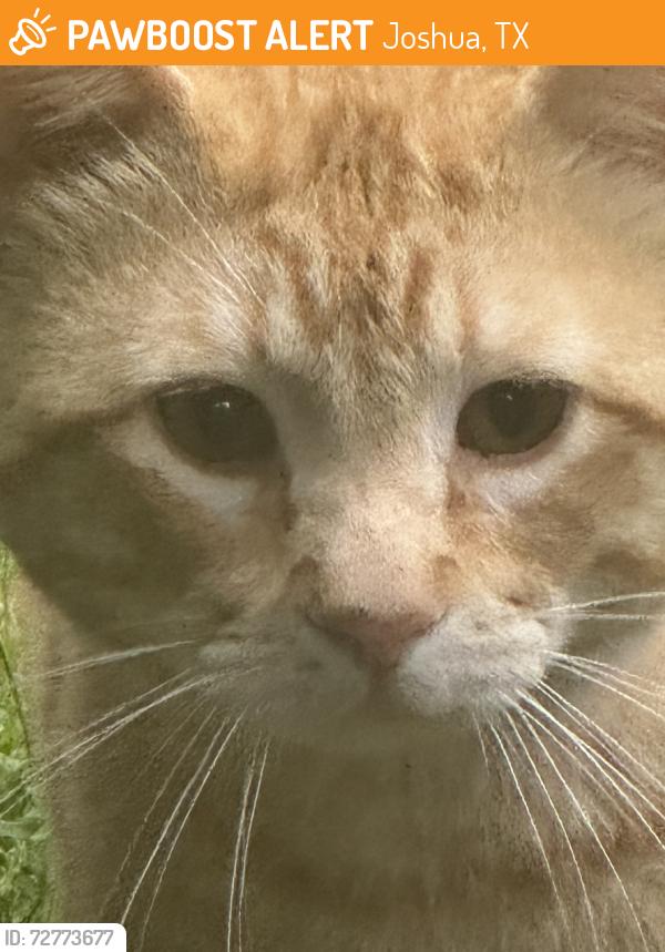 Found/Stray Male Cat last seen 14th, Joshua, TX 76058