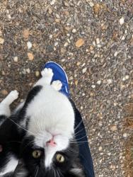 Found/Stray Unknown Cat last seen St Charles, Little Rock, AR 72211