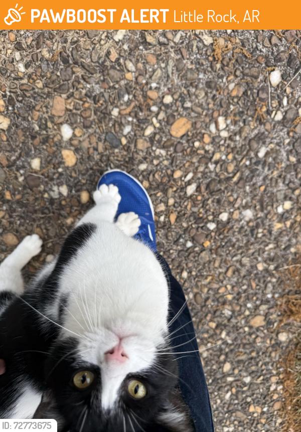 Found/Stray Unknown Cat last seen St Charles, Little Rock, AR 72211