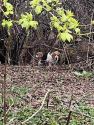 Found/Stray Unknown Dog last seen 43rd & coldspring, 41st & loomis, Greenfield, WI 53221