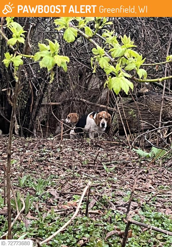 Found/Stray Unknown Dog last seen 43rd & coldspring, 41st & loomis, Greenfield, WI 53221