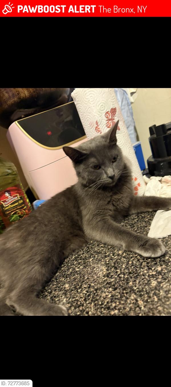 Lost Female Cat last seen Near 172, The Bronx, NY 10460