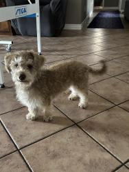 Found/Stray Male Dog last seen Alta Mesa/ adobe in Alta mesa neighborhood near dreamland villa , Mesa, AZ 85205