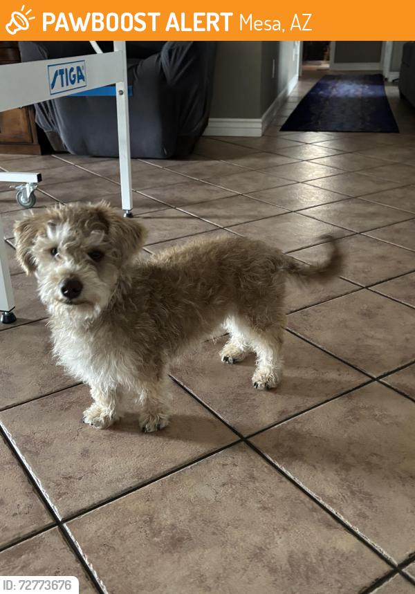 Found/Stray Male Dog last seen Alta Mesa/ adobe in Alta mesa neighborhood near dreamland villa , Mesa, AZ 85205