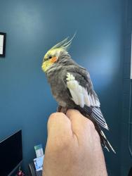 Found/Stray Unknown Bird last seen Raven Rock Rd and Rt 421, Lillington, NC 27546