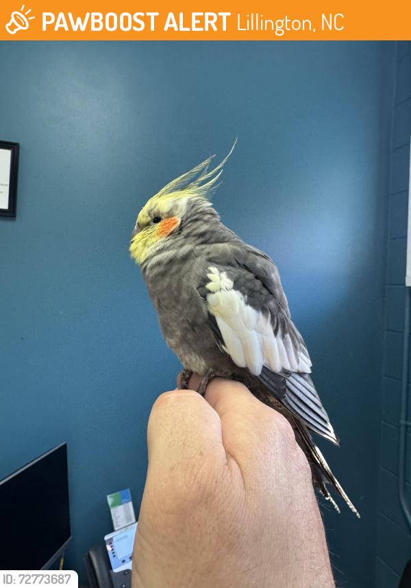 Found/Stray Unknown Bird last seen Raven Rock Rd and Rt 421, Lillington, NC 27546