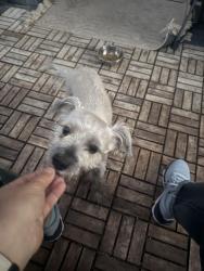 Found/Stray Male Dog last seen Elkhorn and Durango, Las Vegas, NV 89149