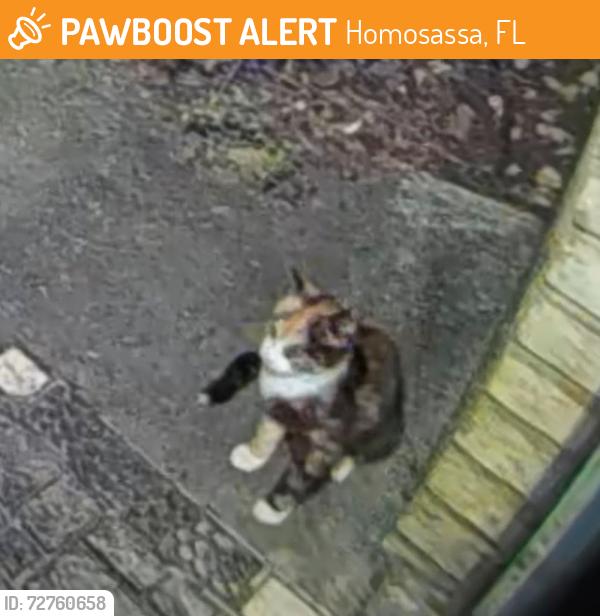 Found/Stray Female Cat last seen Gross street, Homosassa, FL 34448