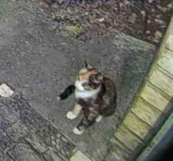 Found/Stray Female Cat last seen Gross street, Homosassa, FL 34448